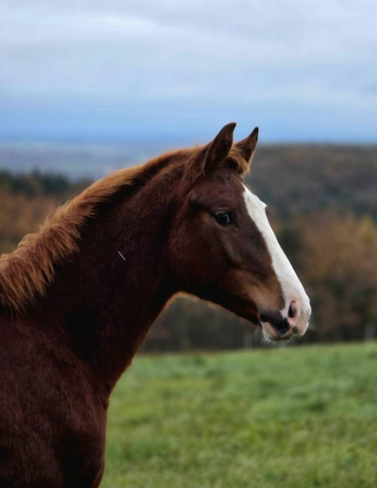 Potro Silla Francés En venta 2025 Alazán