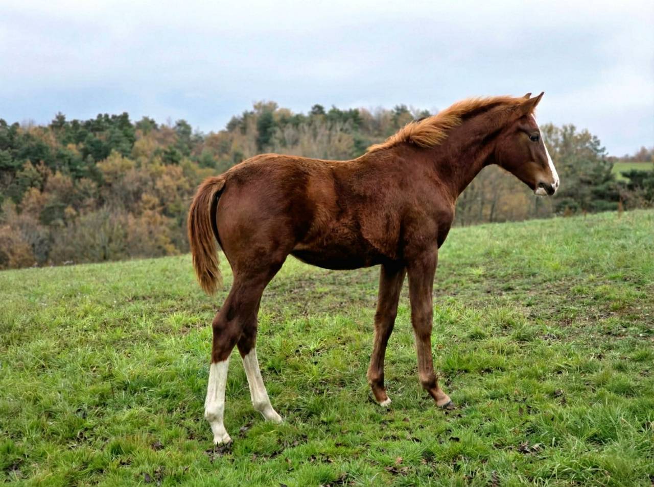 Potro Silla Francés En venta 2025 Alazán