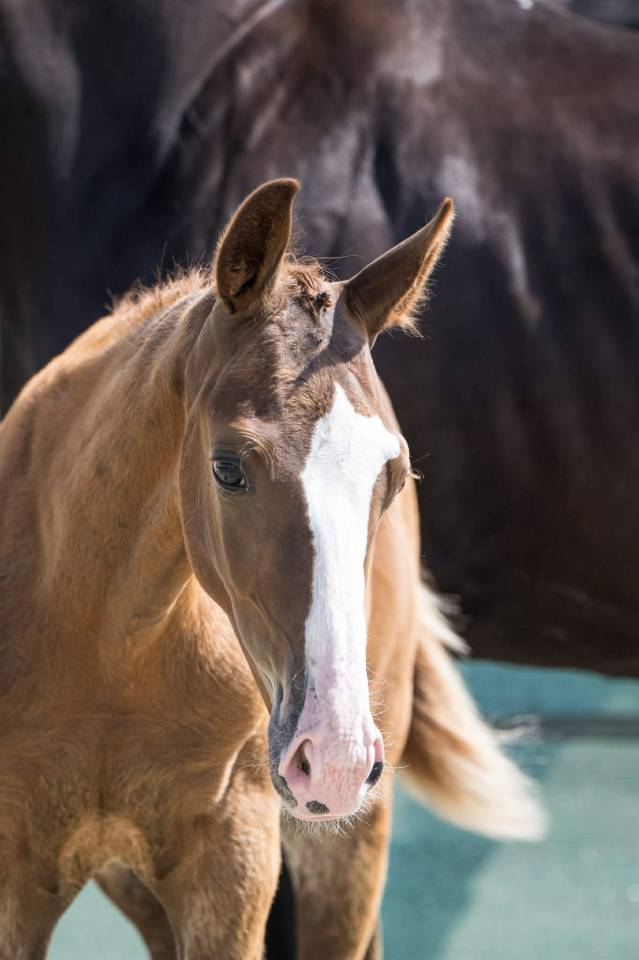 Potro Silla Francés En venta 2025 Alazán