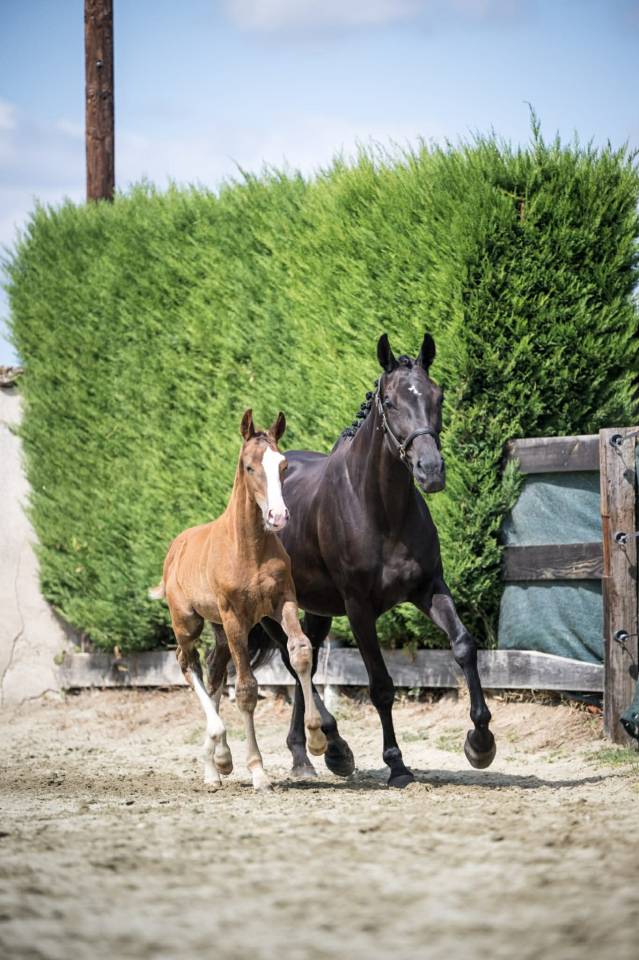 Potro Silla Francés En venta 2025 Alazán