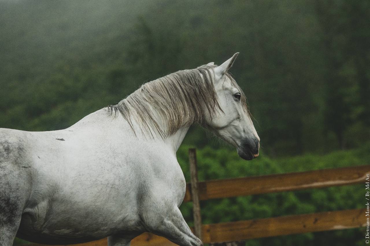 Yegua PRE Pura Raza Española En venta 2018 Tordo