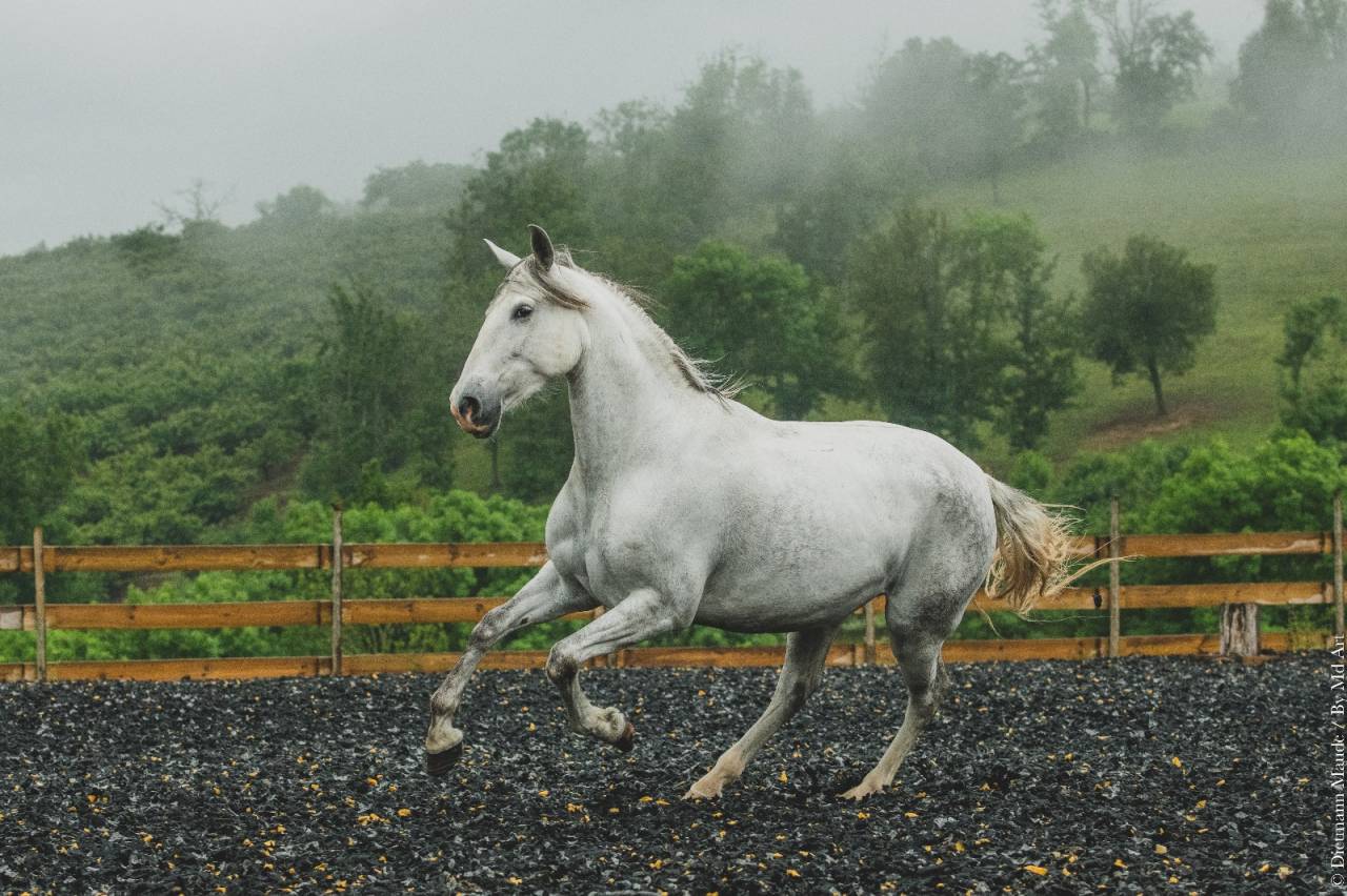 Yegua PRE Pura Raza Española En venta 2018 Tordo