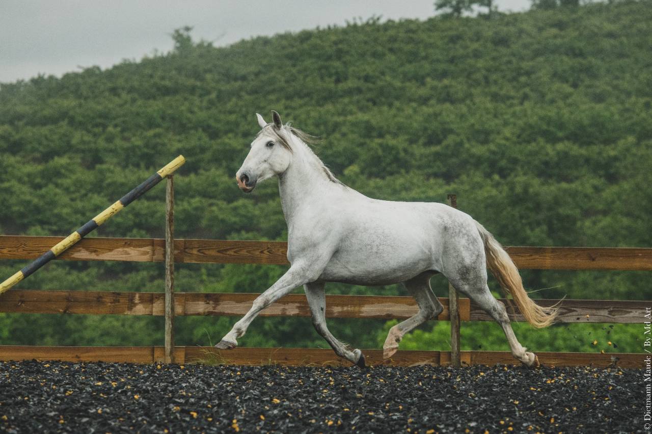 Yegua PRE Pura Raza Española En venta 2018 Tordo
