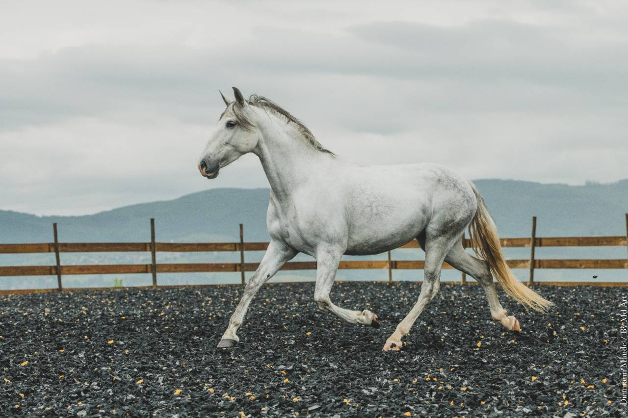 Yegua PRE Pura Raza Española En venta 2018 Tordo