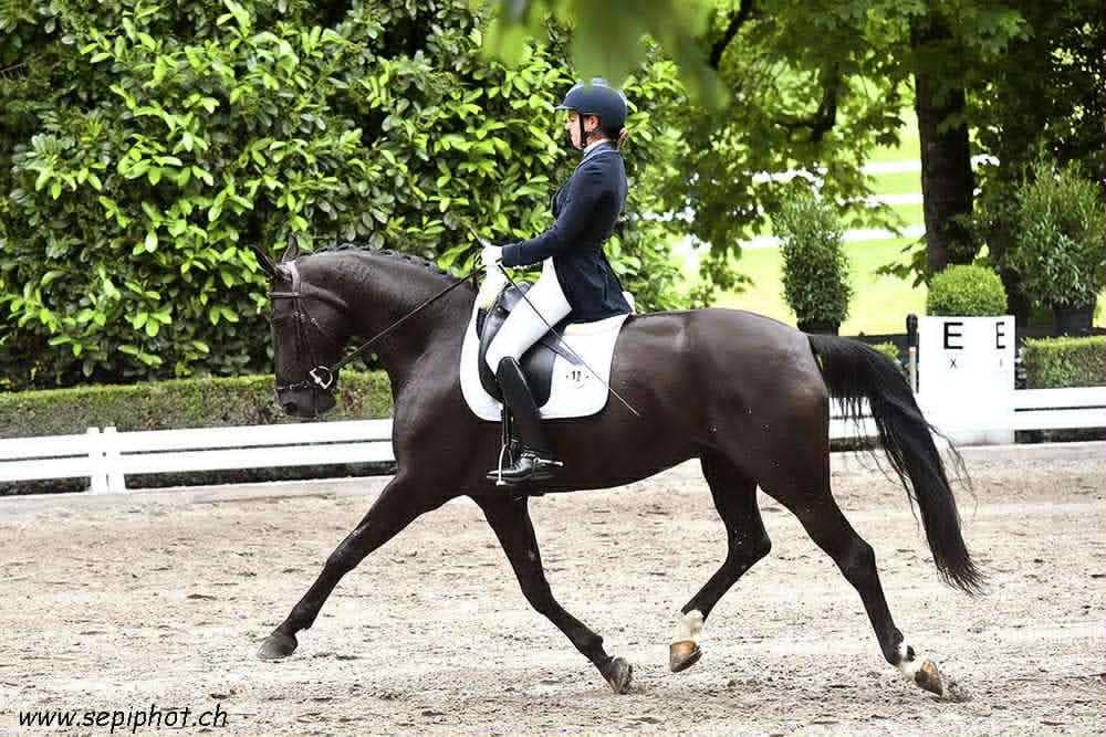 Yegua CDF - Caballo de doma francesa En venta 2016 Negro