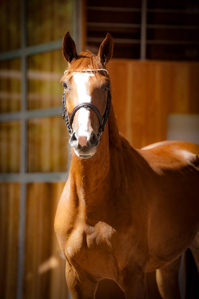 Yegua Silla Francés En venta 2022 Alazán