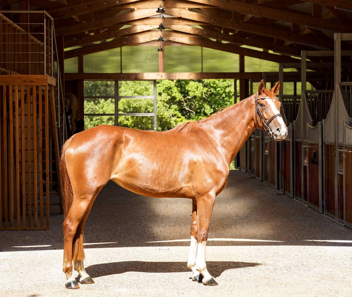 Yegua Silla Francés En venta 2022 Alazán