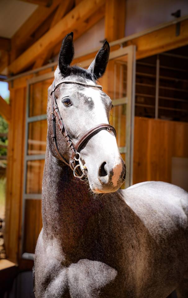 Yegua Silla Francés En venta 2022 Tordo