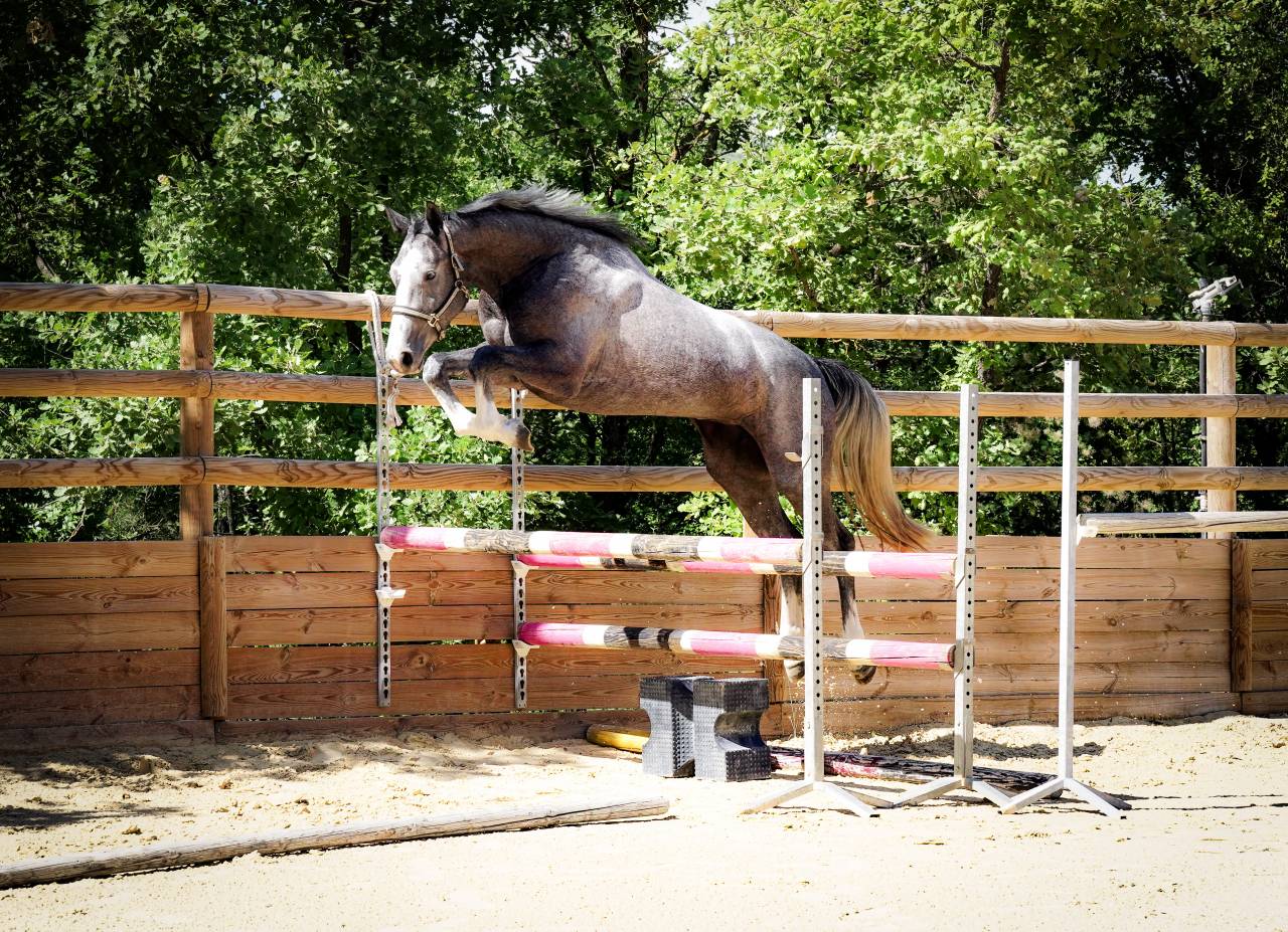 Yegua Silla Francés En venta 2022 Tordo