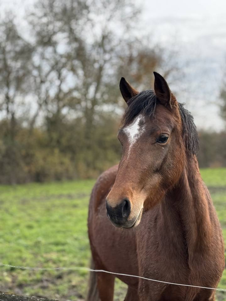 Yegua New Forest En venta 2022 Bayo por Orlando de civery