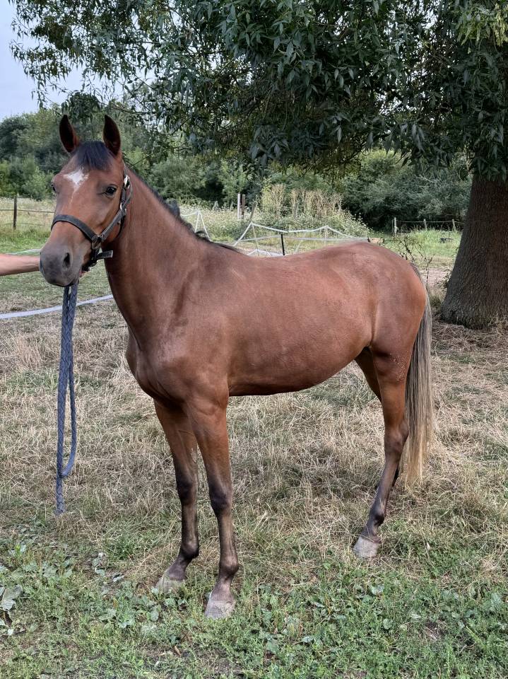 Yegua New Forest En venta 2022 Bayo por Orlando de civery