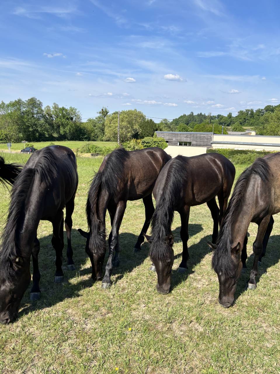 Potranca PRE Pura Raza Española En venta 2024 Negro