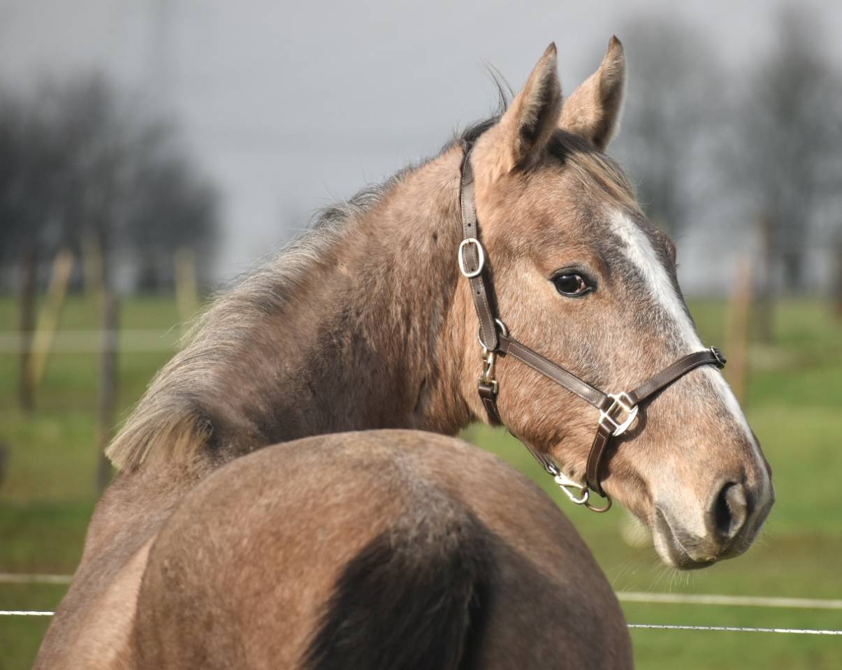 Semental Zangersheide En venta 2024 Tordo