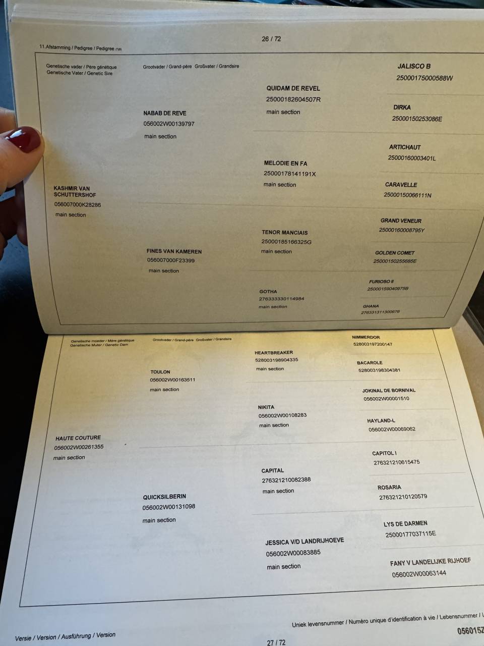 Semental Zangersheide En venta 2024 Tordo