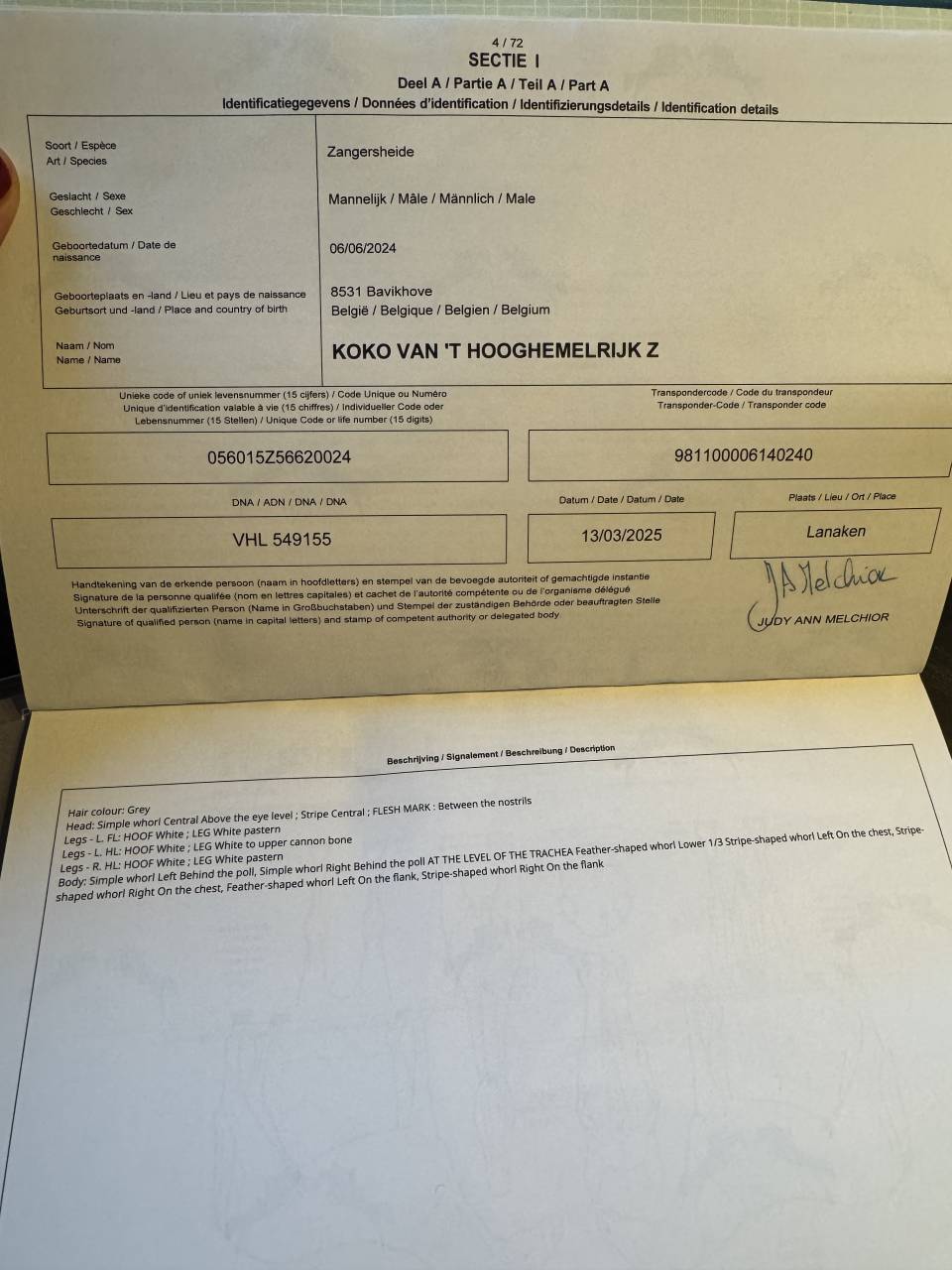 Semental Zangersheide En venta 2024 Tordo