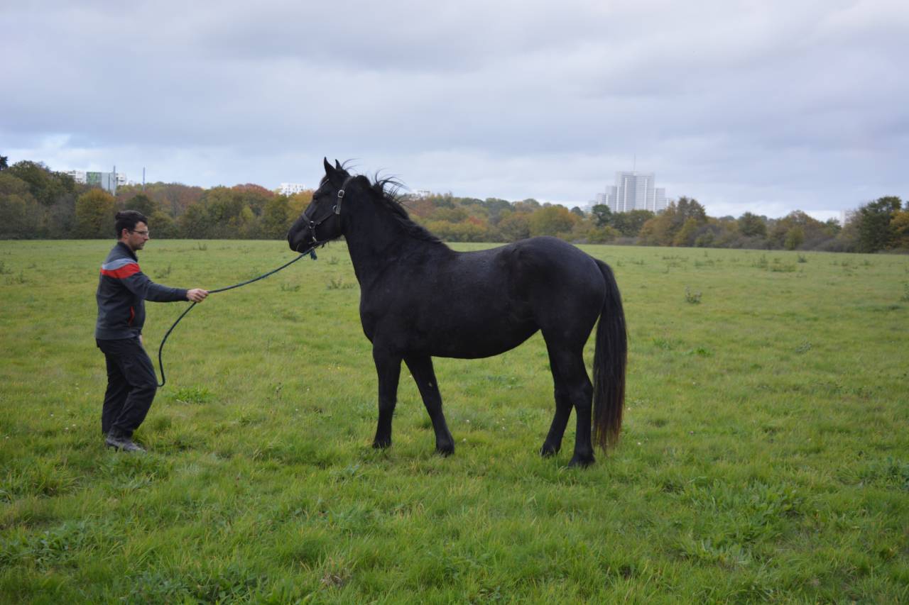 Yegua Origen No Constatado En venta 2022 Negro