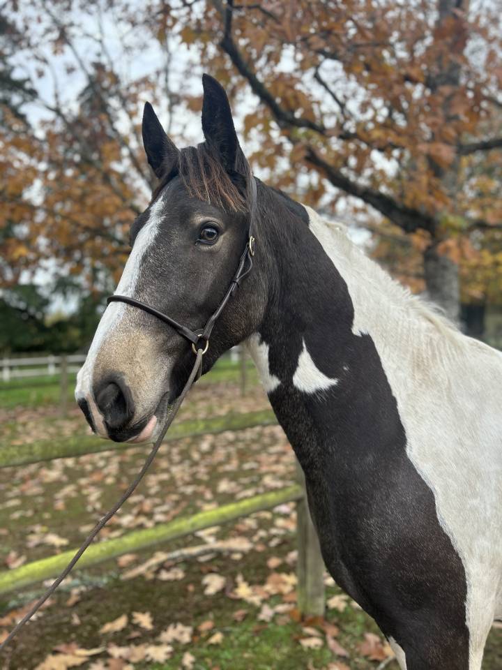 Yegua Origen No Constatado En venta 2023 Pío