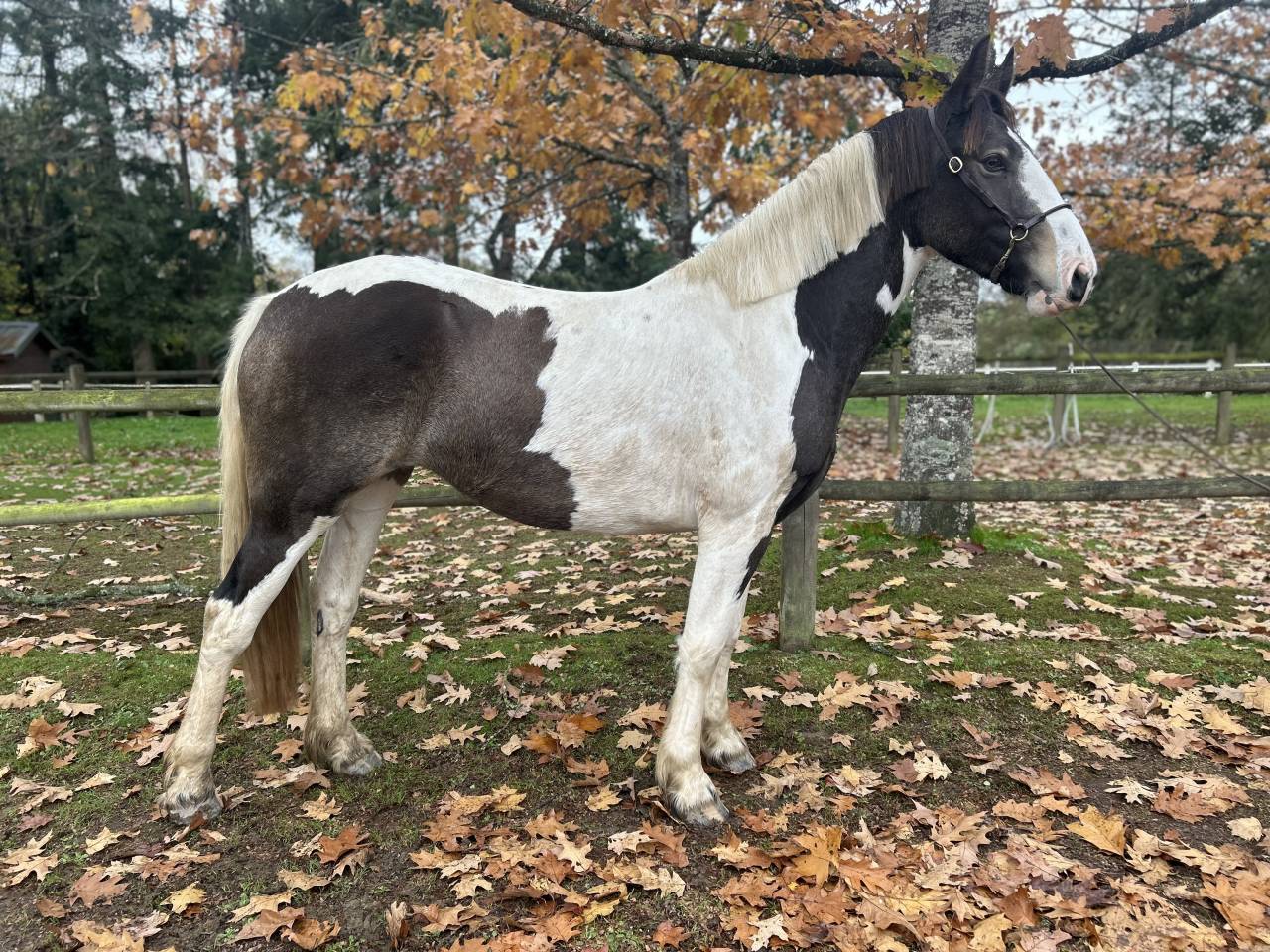Yegua Origen No Constatado En venta 2023 Pío