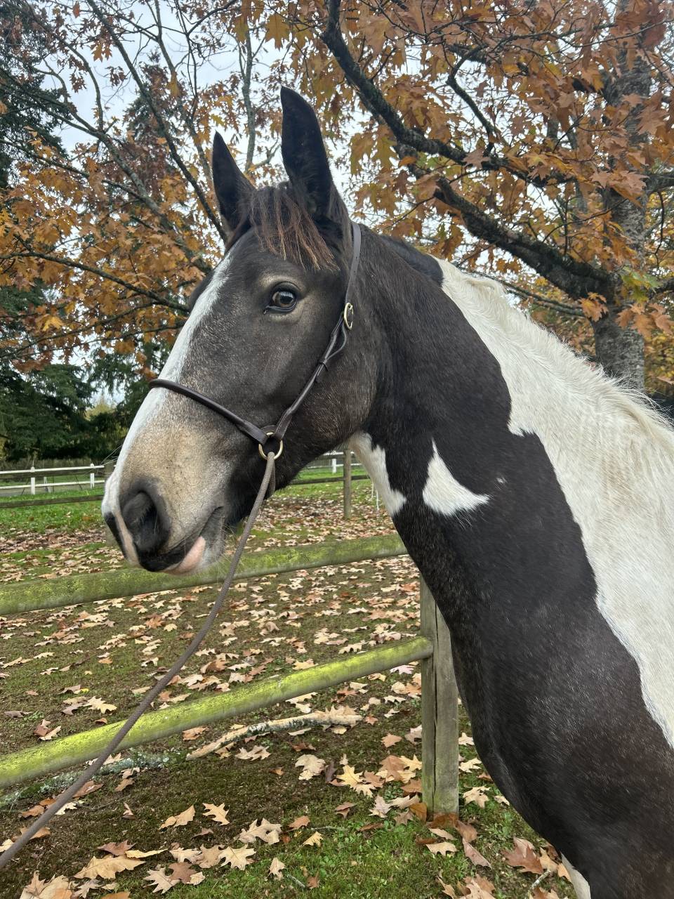 Yegua Origen No Constatado En venta 2023 Pío