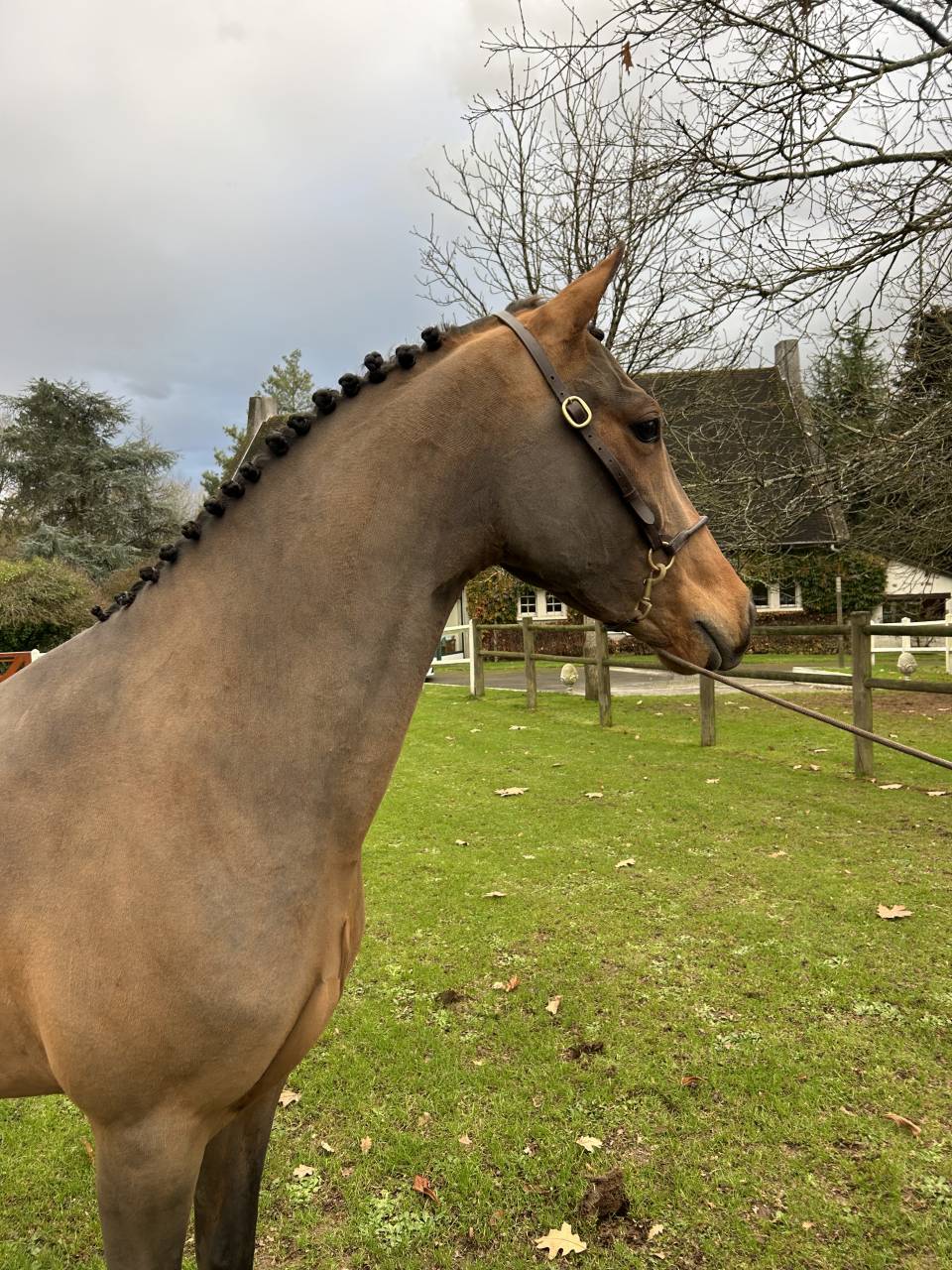 Caballo castrado PFS Poni Françés de Silla En venta 2022 Bayo