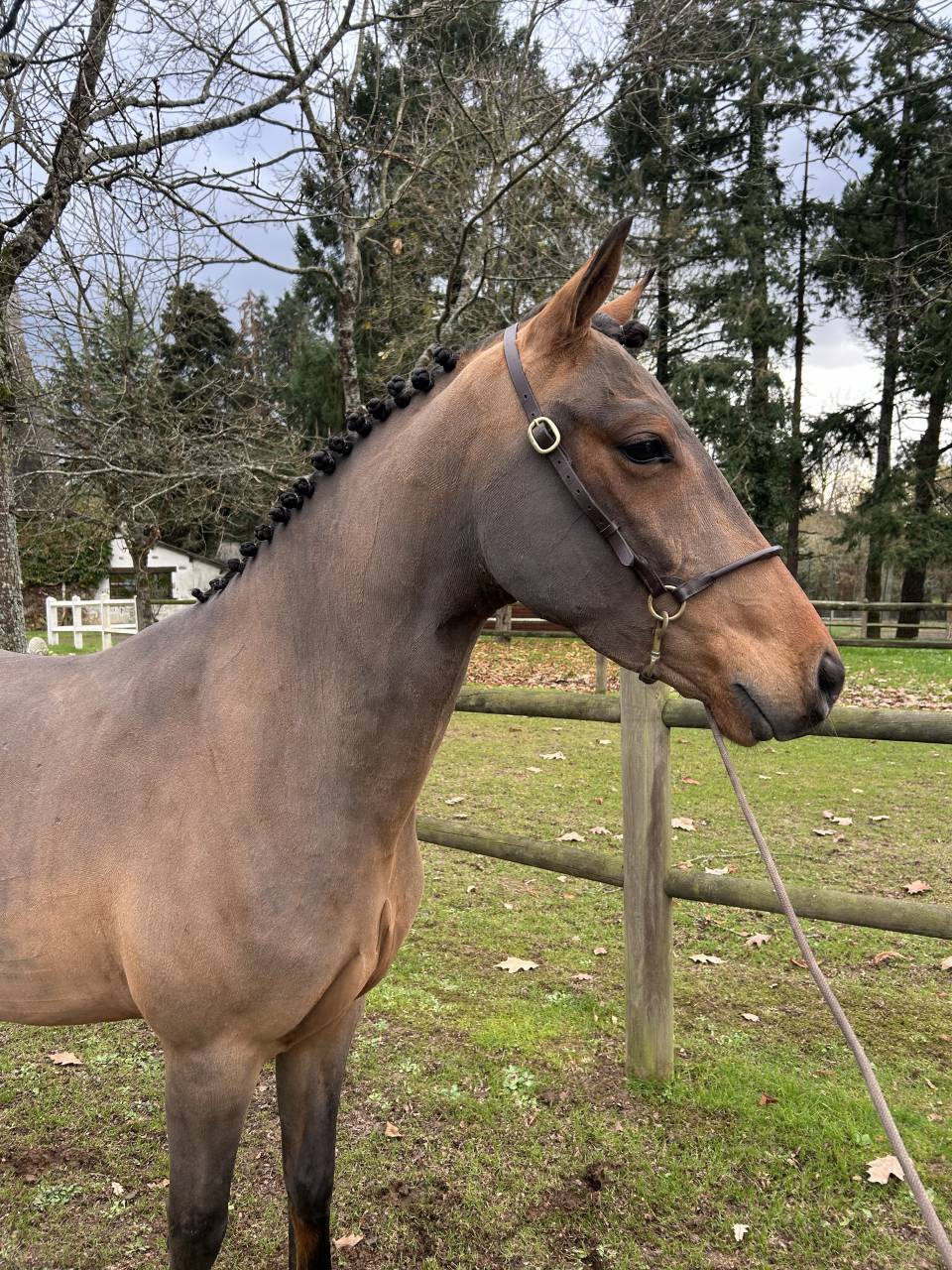 Caballo castrado PFS Poni Françés de Silla En venta 2022 Bayo
