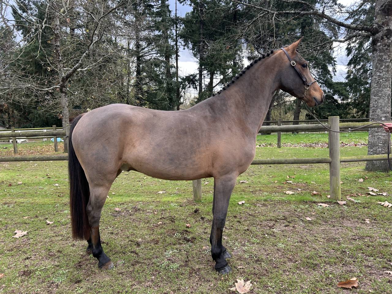 Caballo castrado PFS Poni Françés de Silla En venta 2022 Bayo