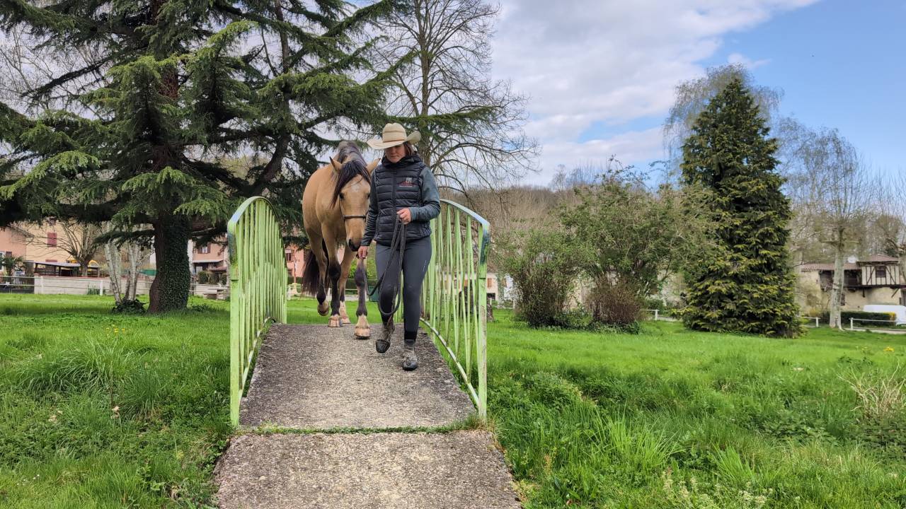 Caballo castrado PRE Pura Raza Española En venta 2021 Isabelo