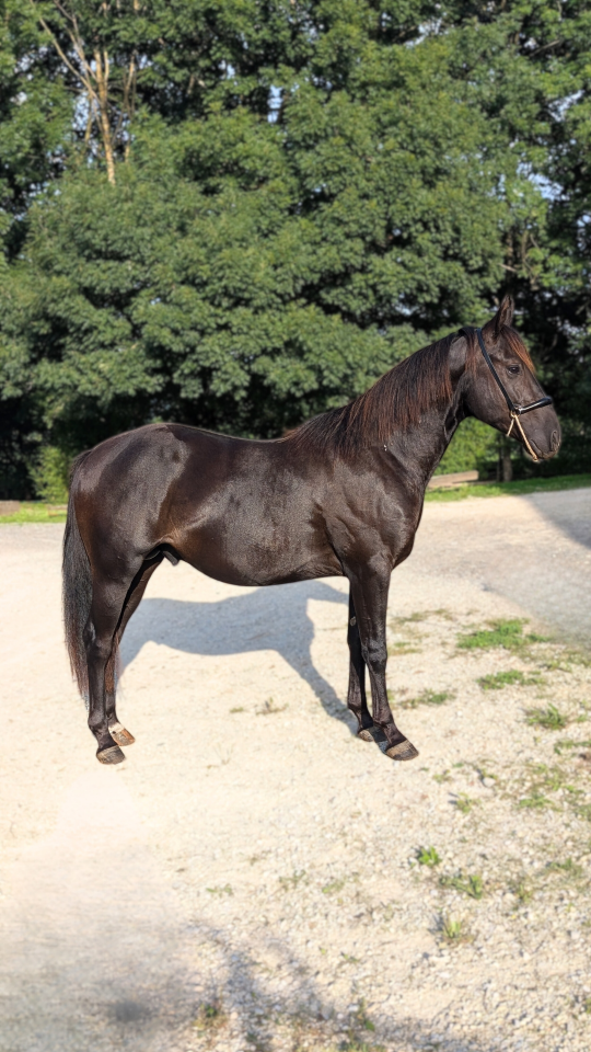 Caballo entero Quarter Horse En venta 2023 Negro