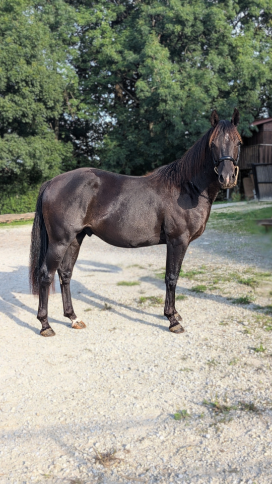 Caballo entero Quarter Horse En venta 2023 Negro