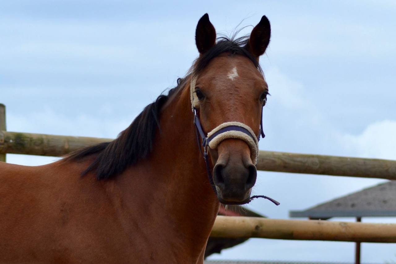 Yegua Silla Francés En venta 2021 Bayo
