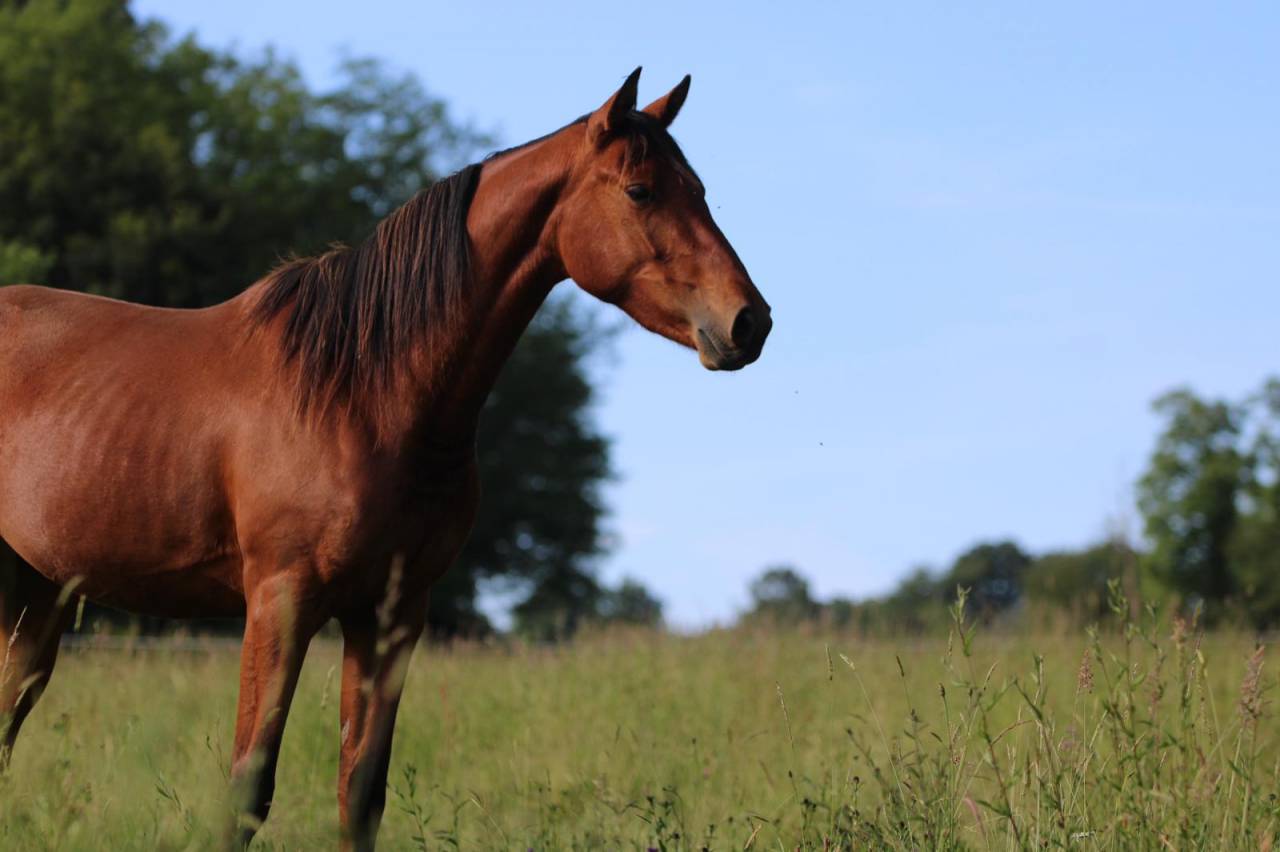 Yegua Silla Francés En venta 2021 Bayo