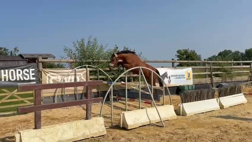 Yegua Silla Francés En venta 2021 Bayo