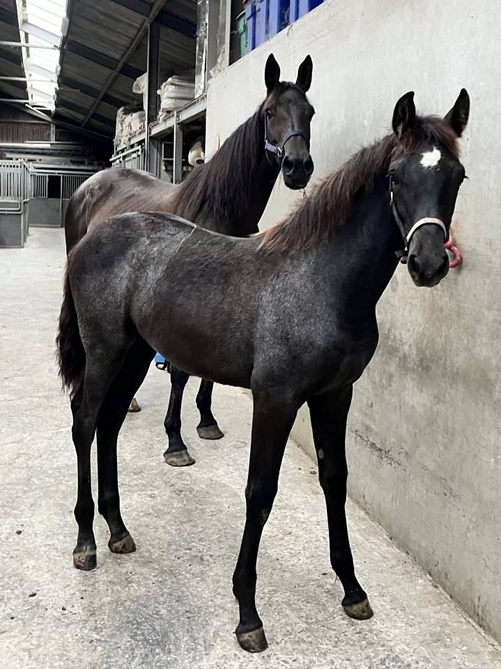 Yegua KWPN Caballo de Deporte Neerlandés En venta 2009 Bayo por EQUADOR