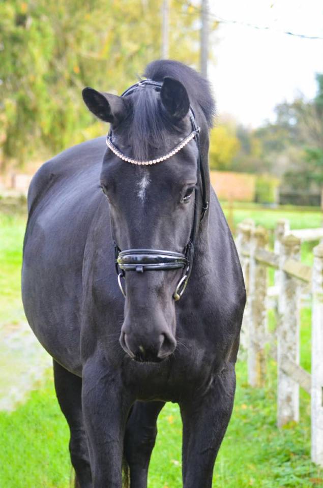 Yegua Oldenburgués En venta 2022 Negro