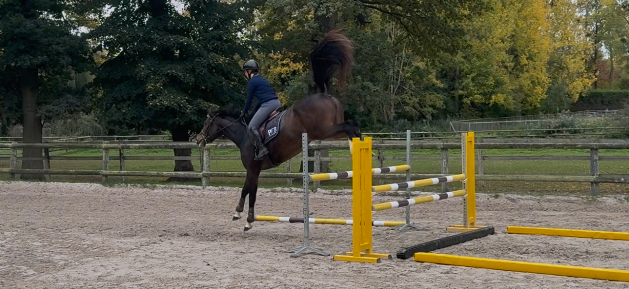 Yegua Silla Francés En venta 2022 Bayo por Grandorado