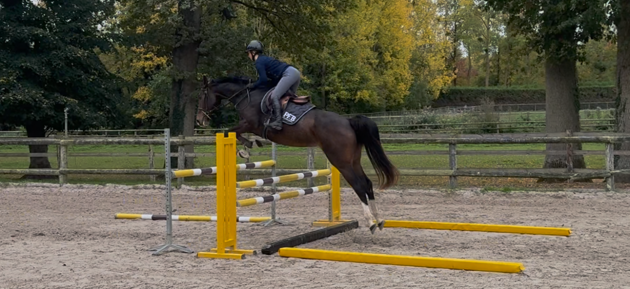 Yegua Silla Francés En venta 2022 Bayo por Grandorado