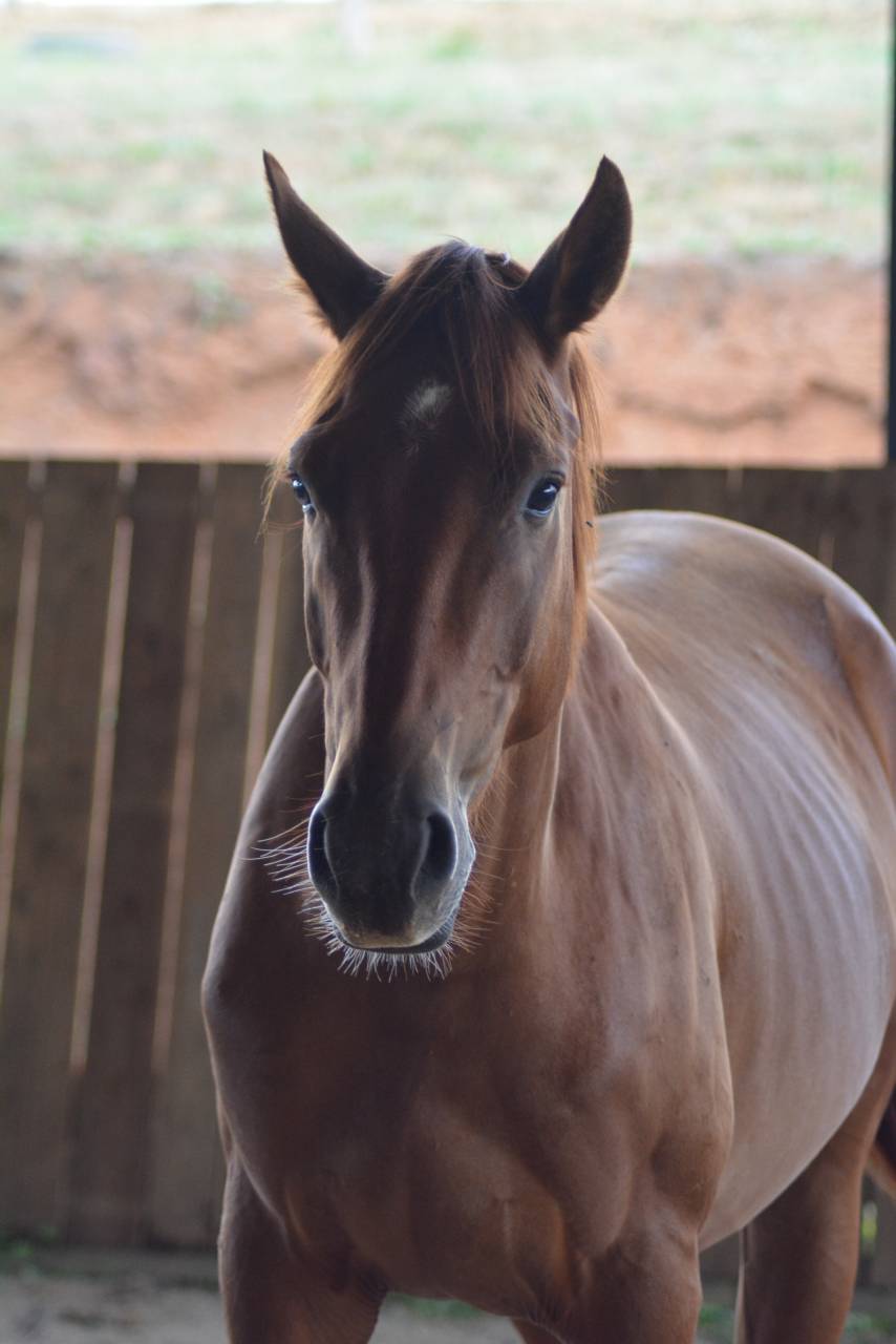 Caballo castrado Oldenburgués En venta 2022 Alazán