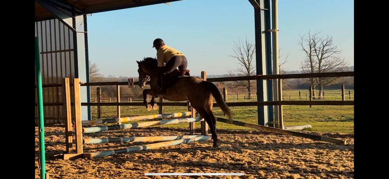 Caballo castrado New Forest En venta 2020 Tordo