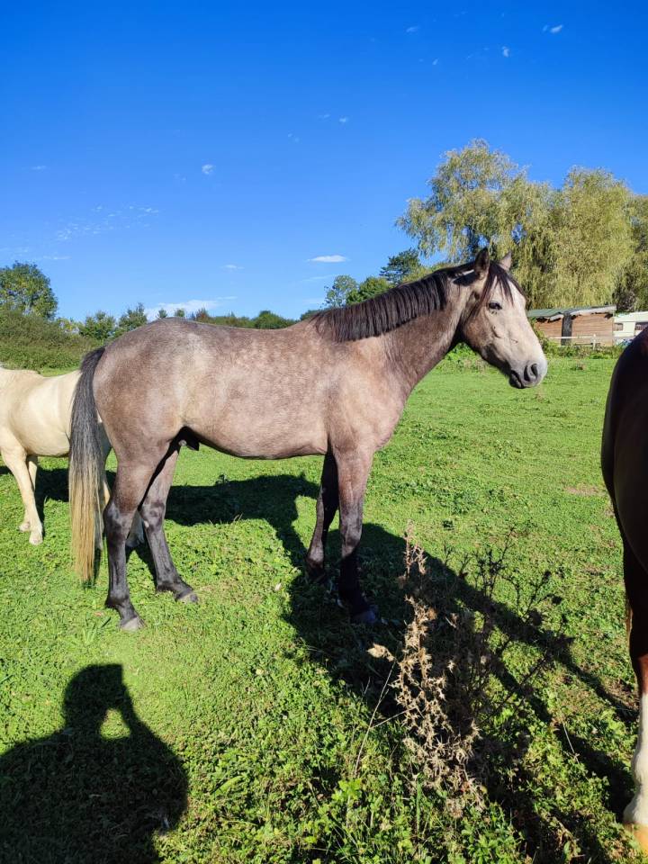 Caballo castrado New Forest En venta 2020 Tordo