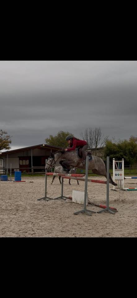 Caballo castrado New Forest En venta 2020 Tordo