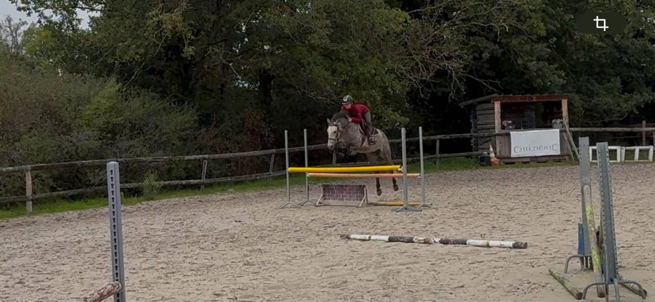 Caballo castrado New Forest En venta 2020 Tordo