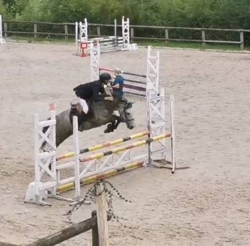 Caballo castrado New Forest En venta 2020 Tordo