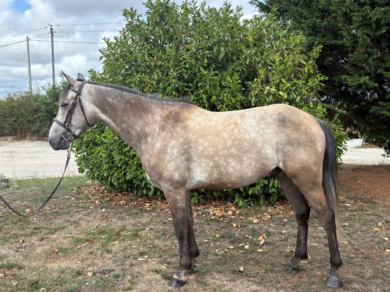 Caballo castrado New Forest En venta 2020 Tordo