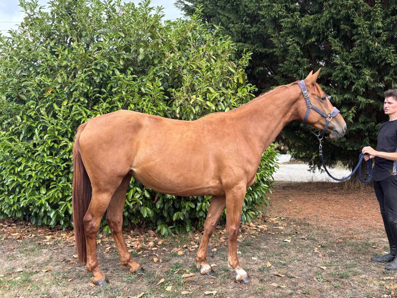 Yegua Silla Francés En venta 2021 Alazán