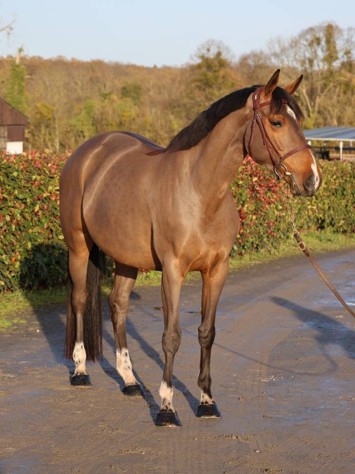 Yegua Silla Francés En venta 2021 Bayo por diarado