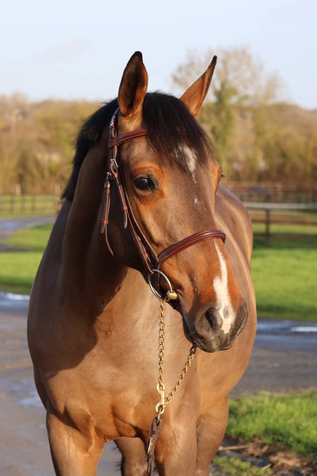 Yegua Silla Francés En venta 2021 Bayo por diarado