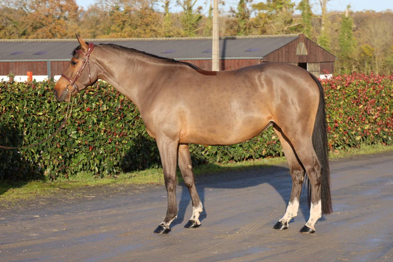 Yegua Silla Francés En venta 2021 Bayo por diarado