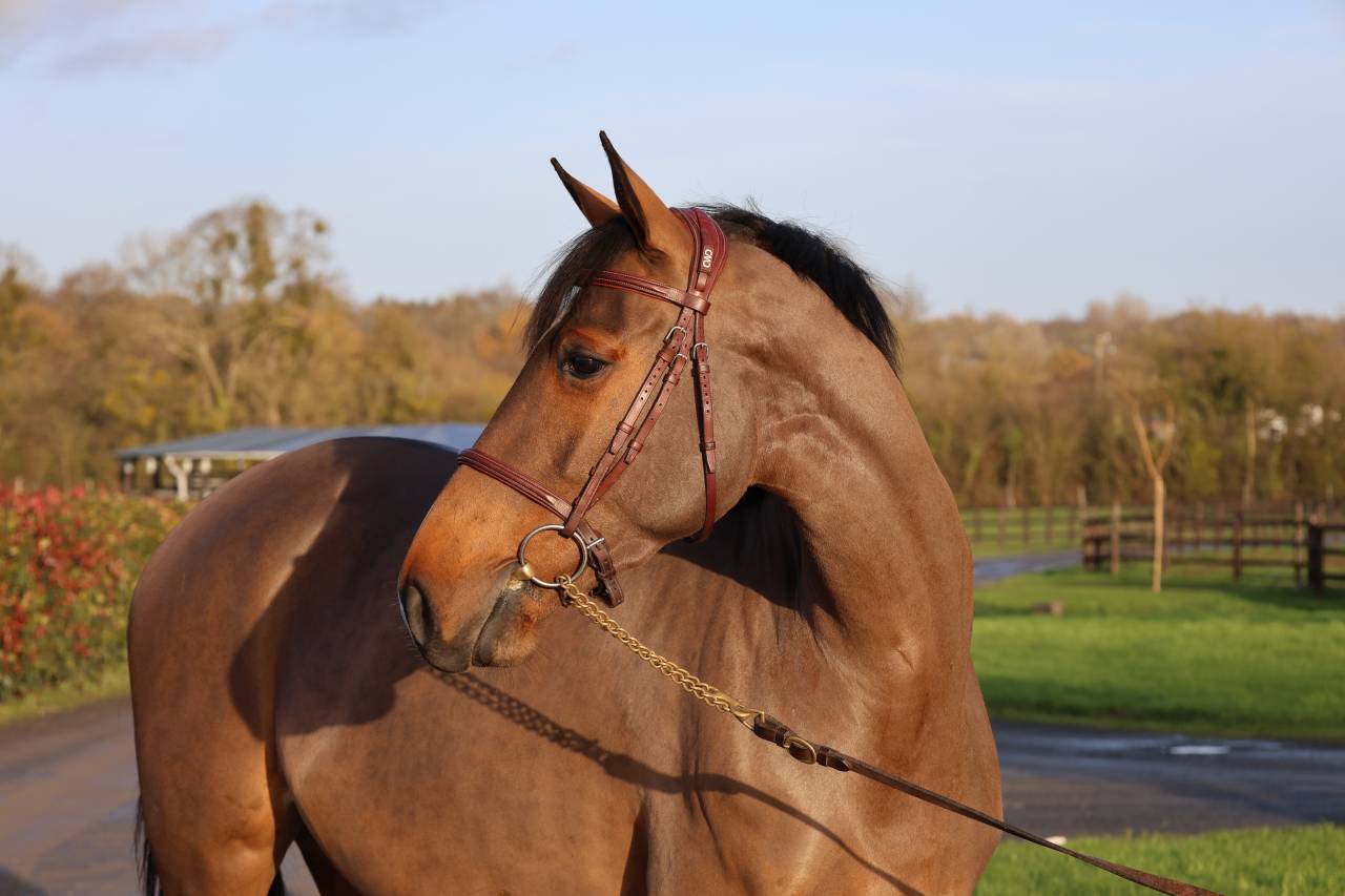 Yegua Silla Francés En venta 2021 Bayo por diarado