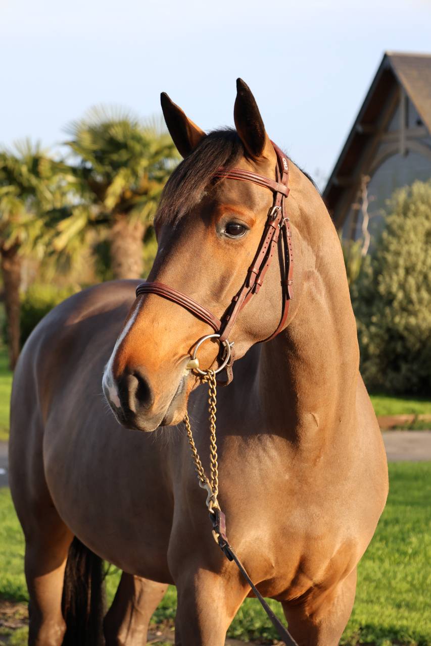 Yegua Silla Francés En venta 2021 Bayo por diarado