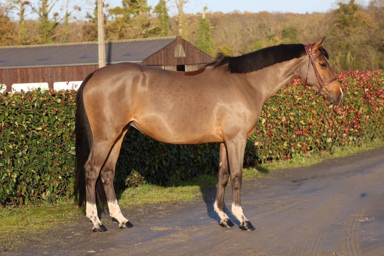 Yegua Silla Francés En venta 2021 Bayo por diarado